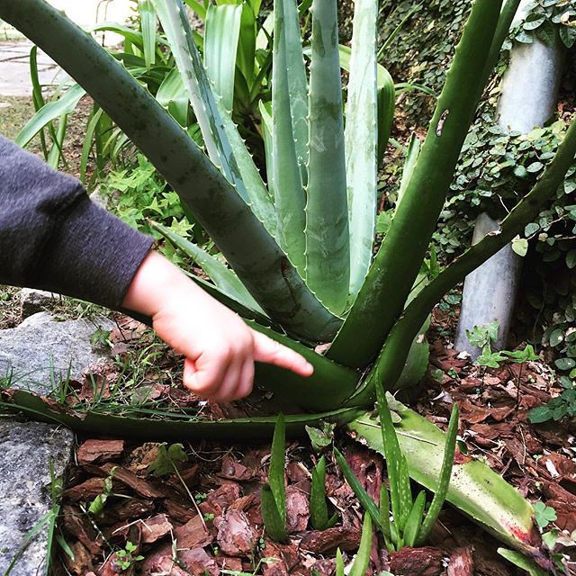 Aloe plants