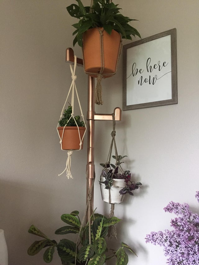 hang plants from ceiling